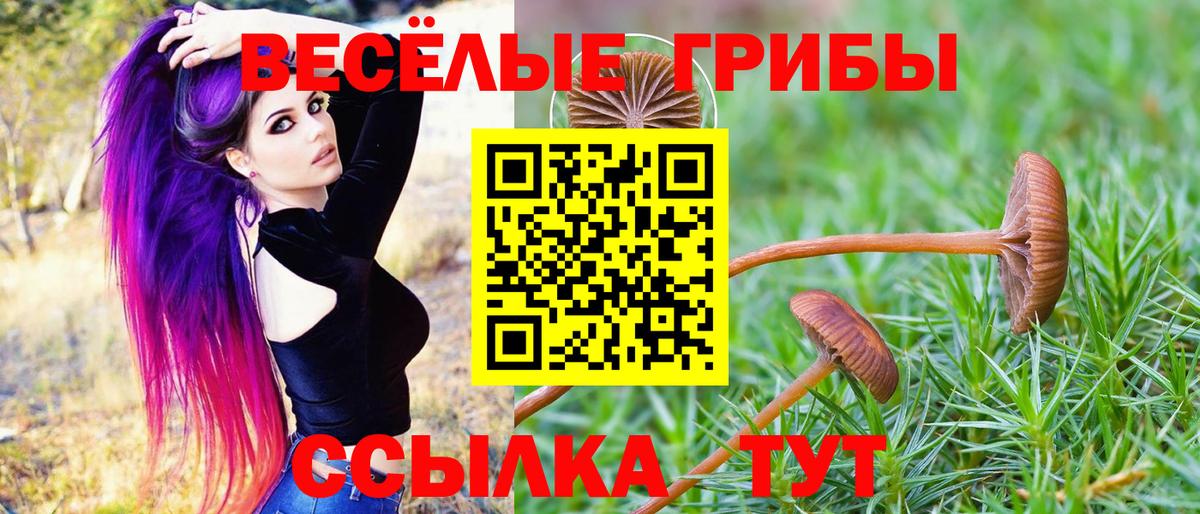 Галлюциногенные грибы Psilocybe Стрежевой